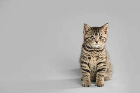 Cute tabby kitten on light grey background, space for text. Baby animal Stock Photos