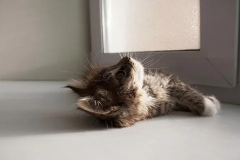 Cute tabby kitten looking up Stock Photos