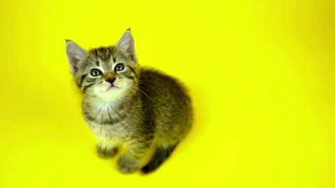 Cute Tabby Kitten Looking Up on Yellow Background - HD Video Stock Footage 340473368