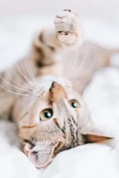 Cute tabby kitten lying on back and playing with something. Stock Photos