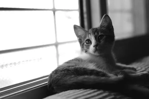 Cute tabby kitten lying by a window. Black and white. Stock Photos