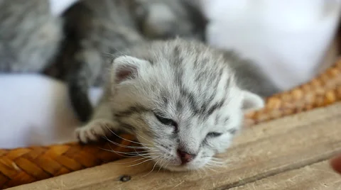 Cute tabby kitten with owner hand Stock Footage 64207374