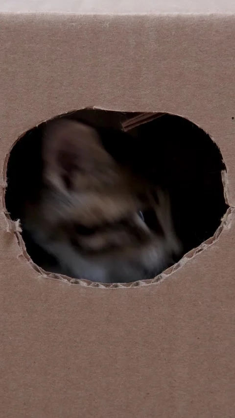 Cute tabby kitten peeking out of a cardboard delivery box at home, pet care adve Stock Footage 342527775