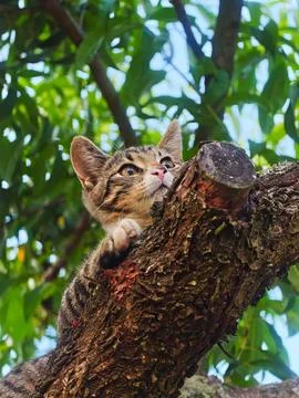 Cute Tabby Kitten Perched in a Tree Stock Photos