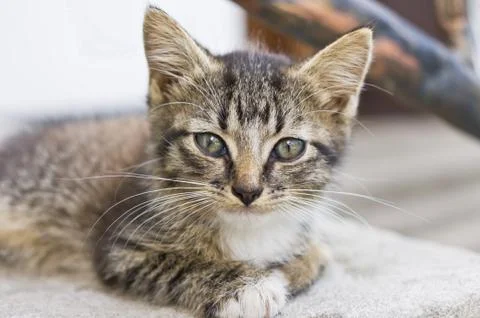 Cute tabby kitten Stock Photos