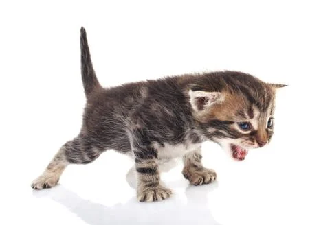 Cute tabby kitten Stock Photos