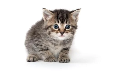 Cute tabby kitten Fotos Stock