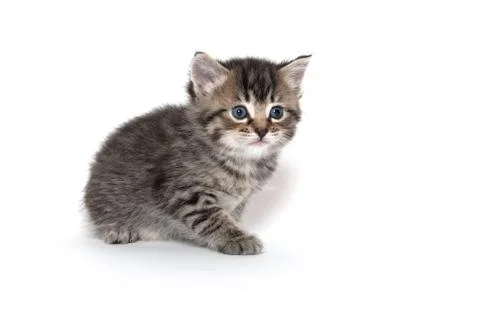 Cute tabby kitten Fotos de archivo