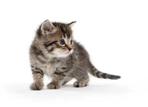 Cute tabby kitten Stock-Fotos