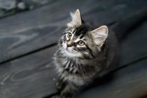 Cute tabby kitten. Stock Photos