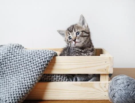 Cute tabby kitten Stock Photos