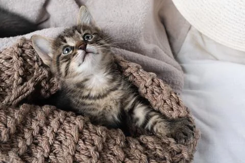 Cute tabby kitten Stock Photos