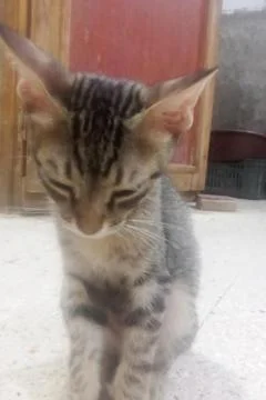 A cute tabby kitten 스톡 사진