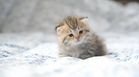 Cute tabby kitten playing on the bed Stock Footage 58698120