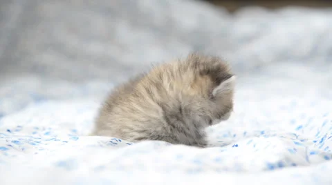 Cute tabby kitten playing on the bed Stock Footage 58698170