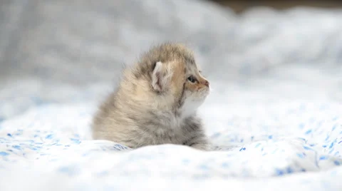 Cute tabby kitten playing on the bed Stock Footage 58698343