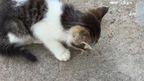 Cute Tabby Kitten Playing with Bug on Concrete Surface Stock Footage 343969115
