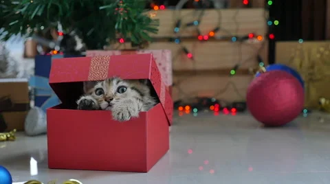 Cute tabby kitten playing in a gift box with Christmas decoration,slow motion Stock Footage 68898849