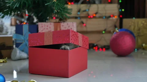 Cute tabby kitten playing in a gift box with Christmas decoration,slow motion Stock Footage 68899036