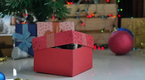 Cute tabby kitten playing in a gift box with Christmas decoration,slow motion Stock Footage 68899060
