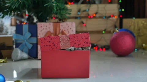 Cute tabby kitten playing in a gift box with Christmas decoration,slow motion Stock Footage 68899214