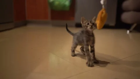 Cute Tabby Kitten Playing with Orange Toy - 4K 100fps Slow Motion Video stock 294814982