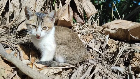 Cute Tabby Kitten Resting Among Dry Palm Leaves Stock Footage 322553832
