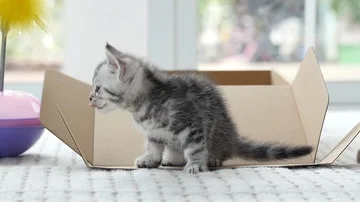 Cute tabby kitten sitting and licking lips slow motion Stock Footage 86061088