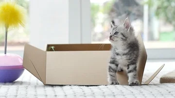 Cute tabby kitten sitting and licking lips slow motion Stock Footage 86061571