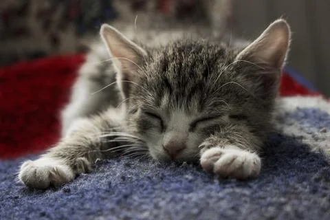 Cute Tabby Kitten Sleeping Close Up Stock Photos