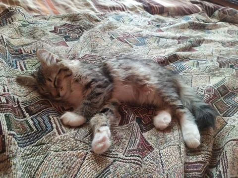 Cute tabby kitten sleeping on a patterned blanket. Adorable pet resting indoors Stock Photos