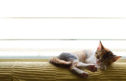 Cute tabby kitten sleeping by a window. Stock Photos
