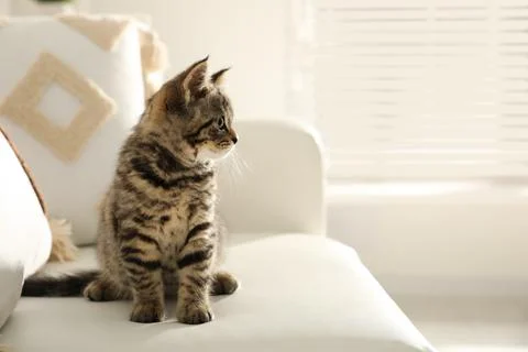 Cute tabby kitten on sofa indoors, space for text. Baby animal Stock Photos