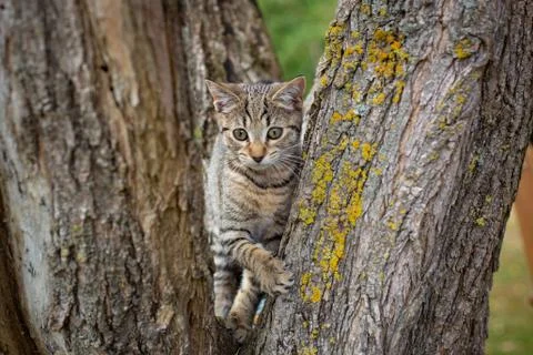 A cute tabby kitten in a tree Stock Photos