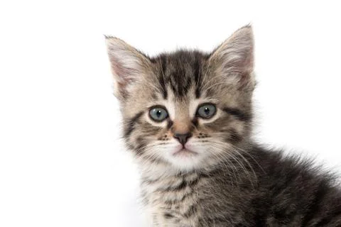 Cute tabby kitten on white 스톡 사진