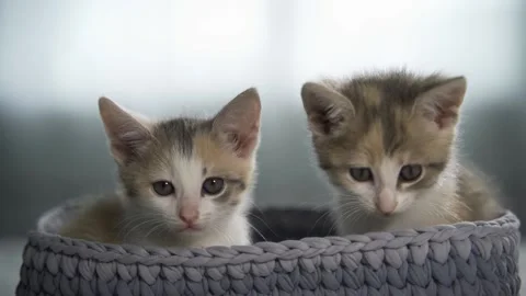 Cute tabby kittens in a basket Stock Footage 170542634