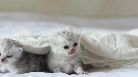 Cute tabby kittens playing under white blanket slow motion Stock Footage 80449182