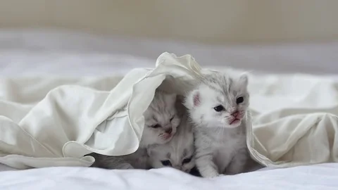 Cute tabby kittens playing under white blanket slow motion Stock Footage 80449260