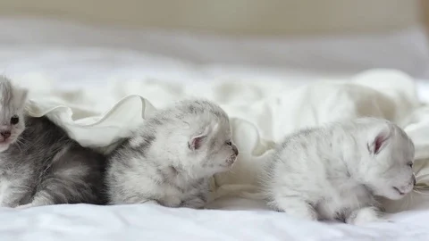 Cute tabby kittens playing under white blanket slow motion Stock Footage 80449401