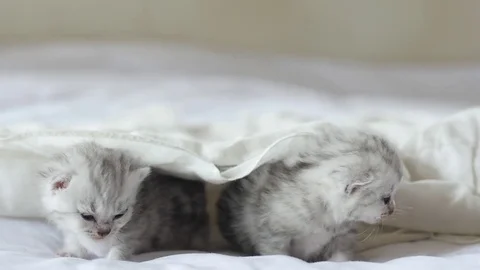 Cute tabby kittens playing under white blanket slow motion Stock Footage 80449422
