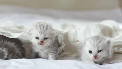 Cute tabby kittens playing under white blanket slow motion Stock Footage 80449442