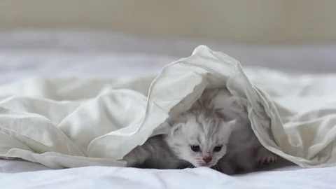 Cute tabby kittens playing under white blanket slow motion Stock Footage 80449624