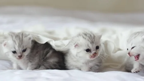 Cute tabby kittens playing under white blanket slow motion Stock Footage 80449628