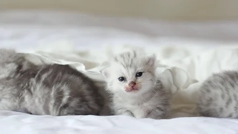 Cute tabby kittens playing under white blanket slow motion Stock Footage 80450621
