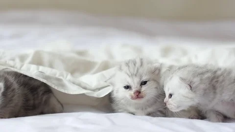 Cute tabby kittens playing under white blanket slow motion Stock Footage 80516476