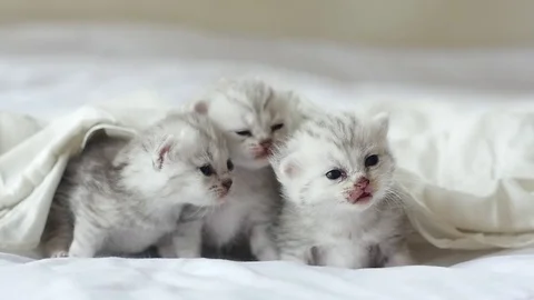 Cute tabby kittens playing under white blanket slow motion Stock Footage 80516527