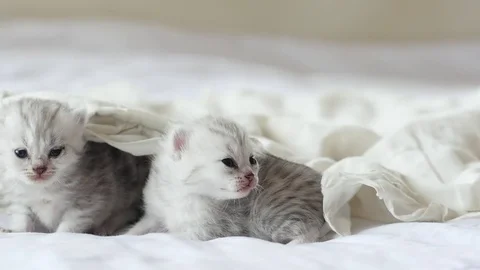 Cute tabby kittens playing under white blanket slow motion Stock Footage 80516532