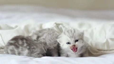 Cute tabby kittens playing under white blanket slow motion Stock Footage 80516671