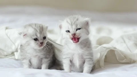 Cute tabby kittens playing under white blanket slow motion Stock Footage