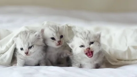 Cute tabby kittens playing under white blanket slow motion Stock Footage 80517249
